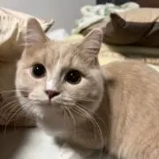 カリケン