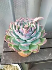 クロ　次回発送10/19の画像