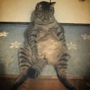 おもちの画像