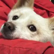 ソウの画像