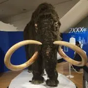 ウメヤン