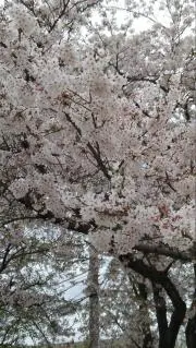 ぱっくの画像