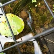 がんばるまんの画像