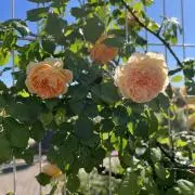 naa【まとめて購入でお値下げ中】の画像