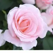 ☆ローラ☆の画像