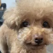 moeの画像