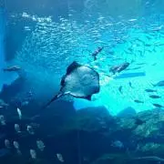 上村はな
