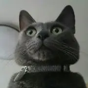プロフ必読！ニャンハウスの画像
