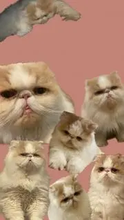 はっちの画像