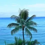 Mahaloの画像