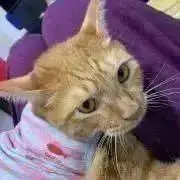ユキチฅ•ω•ฅプロフ一読お願いしますの画像