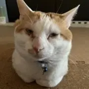 サザエさんの画像