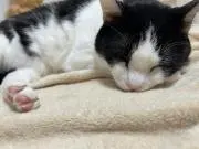 なうたの画像