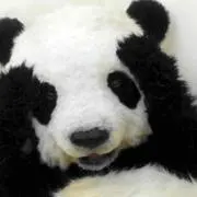 ぺそきち