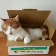 金平糖*＊*