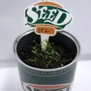 しも