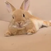 おすぎ