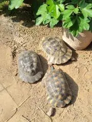 ガザニア
