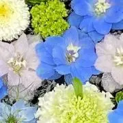 ヨウタ