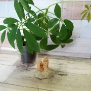teku＊tekuの画像