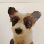 Furumiの画像