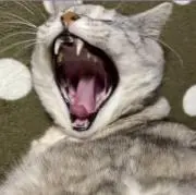 YUZUの画像