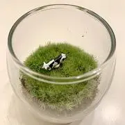 ちゃもろの画像