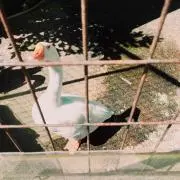 chanの画像