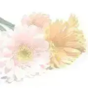 あまなつの画像