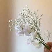nの画像