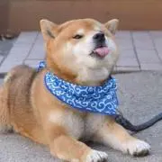 かやなんの画像