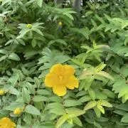 merrilの画像