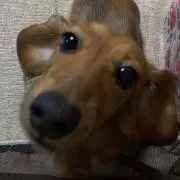 hirokaorionの画像