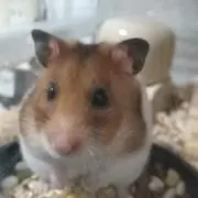 もか(*^ω^*)