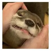 チーズ