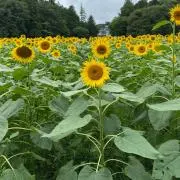 あの画像