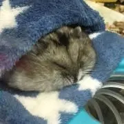 源助の画像