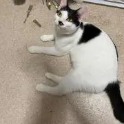 白ちゃんの画像