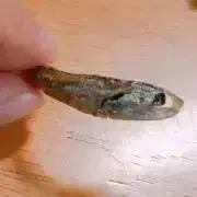 ぴっぴの画像