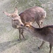 さやえんどう
