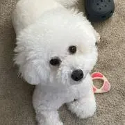 Totonの画像