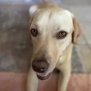 Mana