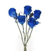 青い薔薇の画像