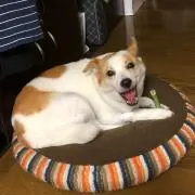 刑事の画像