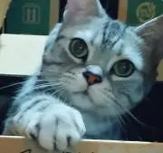 鈴菜