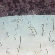 ゆのの画像