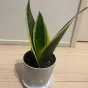 ノブの画像