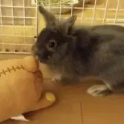 ぱせりの画像