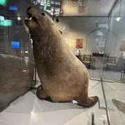 ホアン　チエウ