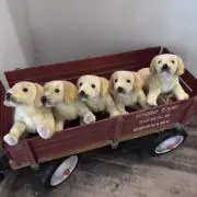 柴犬の画像